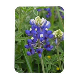Íman Texas Bluebonnet Magnet