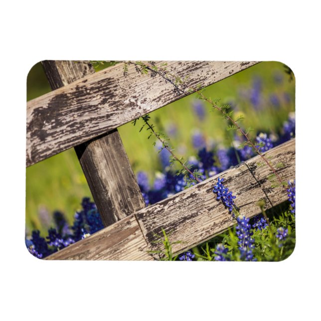 Íman Texas Bluebonnets Em Torno De Uma Cerca De Um País (Horizontal)