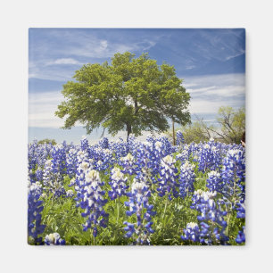 Íman Texas bluebonnets(lupinus texensis) e carvalho