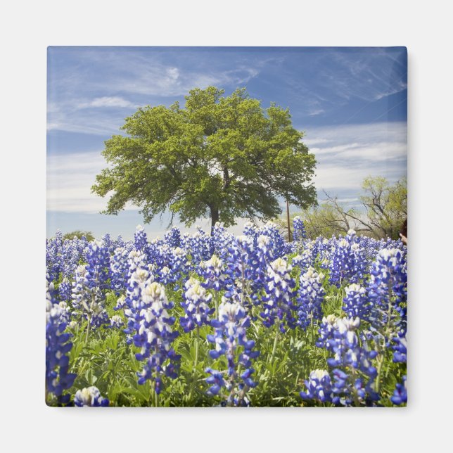 Íman Texas bluebonnets(lupinus texensis) e carvalho (Frente)