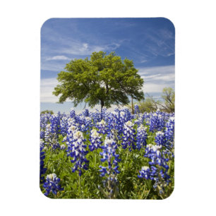 Íman Texas bluebonnets(lupinus texensis) e carvalho