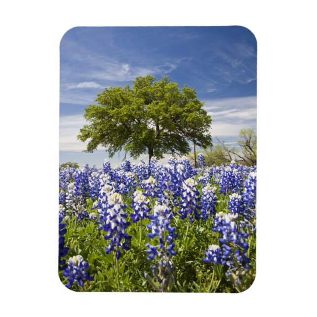 Íman Texas bluebonnets(lupinus texensis) e carvalho (Vertical)