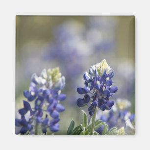 Íman Texas Bluebonnets Série Fotográfica #7