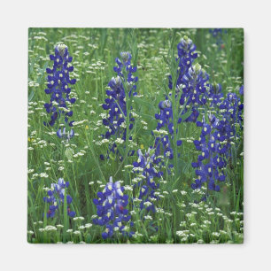 Íman Texas, Lago Buchanan. Texas Bluebonnet e Selvagem