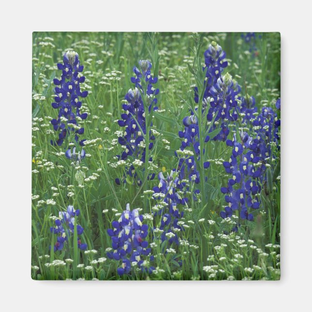 Íman Texas, Lago Buchanan. Texas Bluebonnet e Selvagem (Frente)