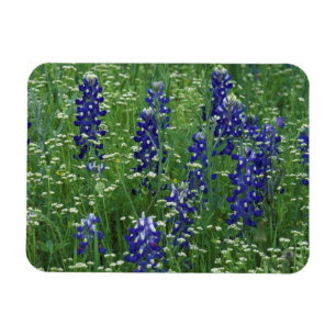 Íman Texas, Lago Buchanan. Texas Bluebonnet e Selvagem