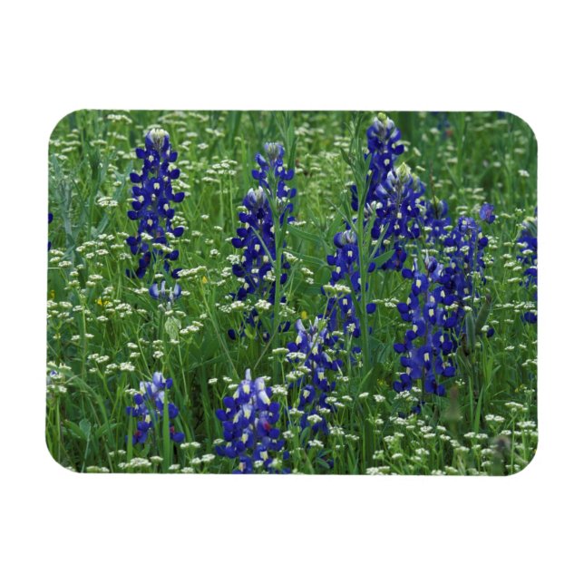 Íman Texas, Lago Buchanan. Texas Bluebonnet e Selvagem (Horizontal)