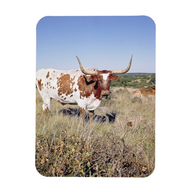 Íman Texas Longhorn Breed (foto) (Vertical)