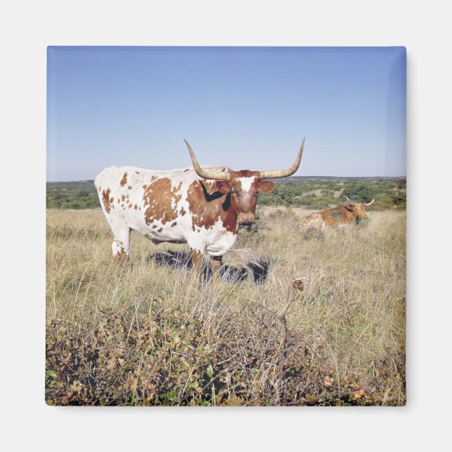 Íman Texas Longhorn Breed (foto) (Frente)