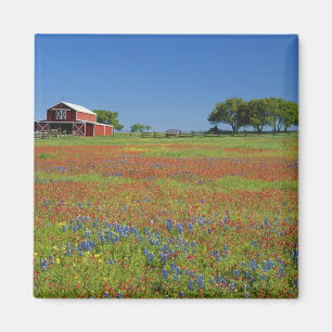 Íman Texas, Texas Hill Country, pincel de Texas