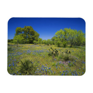 Íman Texas, Texas Hill Country, Vesícula baixa,