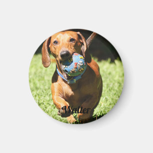 Íman Texto e Foto de Pet Personalizados