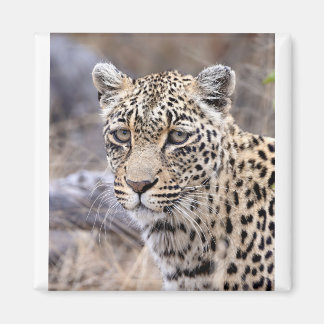 Íman Thandi - leopardo feminino