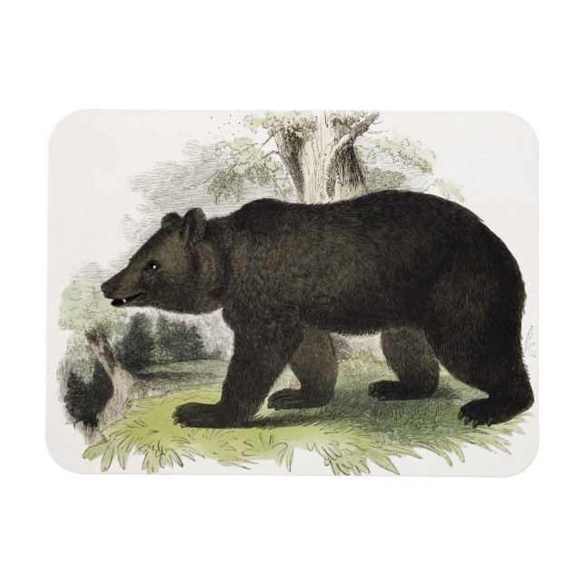 Íman The Brown Bear, pub de ilustração educacional. (Horizontal)