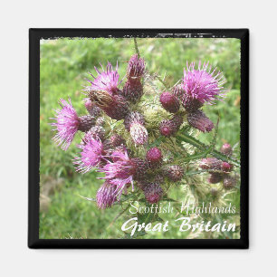 Íman Thistle, Scottish Highlands, Reino Unido (Magnet)