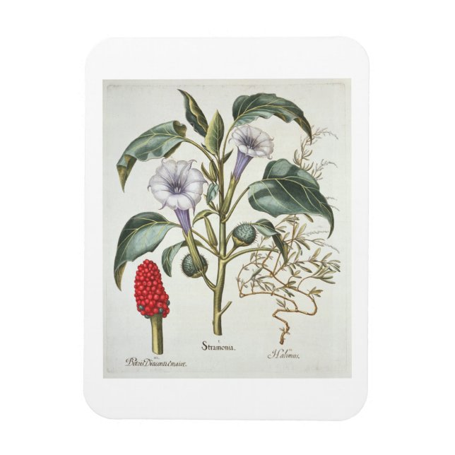 Íman Thorn Apple, do "Hortus Eystettensis" de Bas (Vertical)