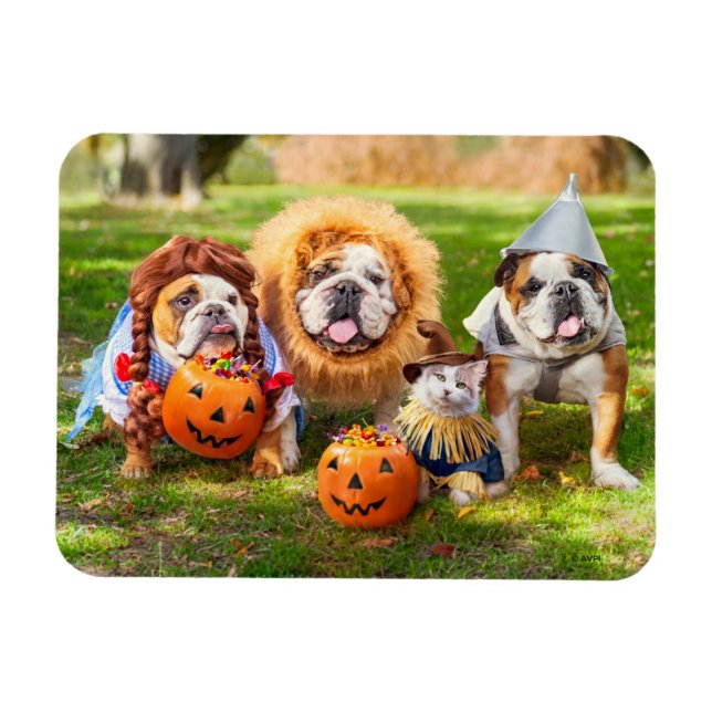 Íman Three Bulldogs in Costumes (Horizontal)