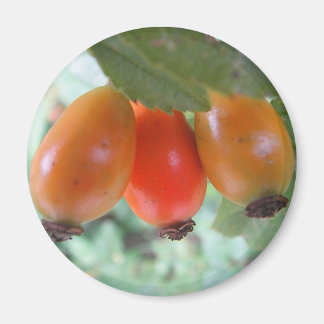 Íman Three orange rosehips
