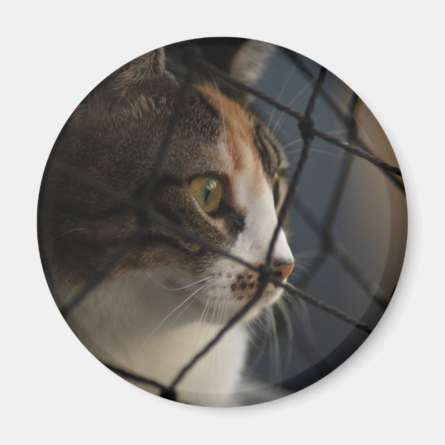 Íman Through the Net: A Calico Cat’s Contemplative View (Frente)