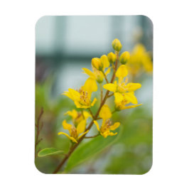 Íman Thryallis Dourado