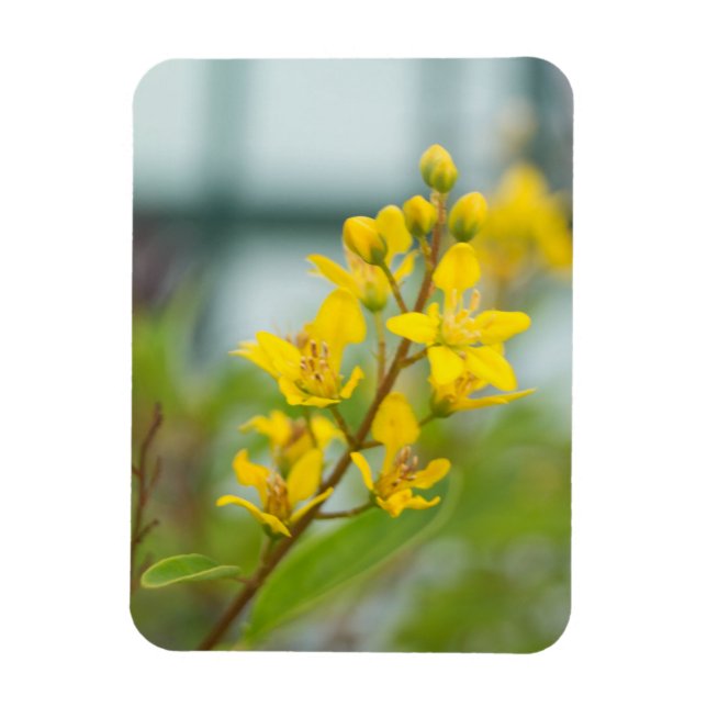 Íman Thryallis Dourado (Vertical)