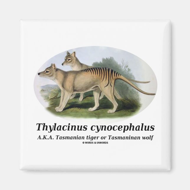 Íman Thylacinus cynocephalus (tigre ou lobo da Tasmânia (Frente)