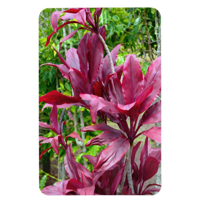 Íman Ti Plant Photo Magnet (Vertical)