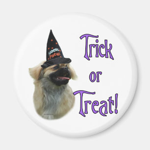 Íman Tibetano Spaniel Trick