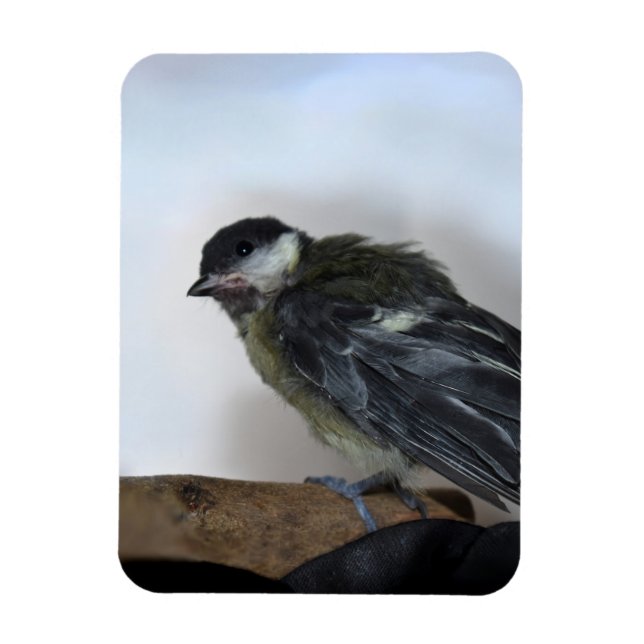 Íman Tidi, meu Pássaro, o Parus Major (Vertical)