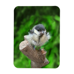 Íman Tidi, meu Pássaro, o Parus Major