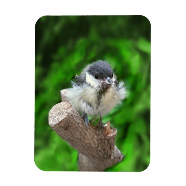 Íman Tidi, meu Pássaro, o Parus Major (Vertical)