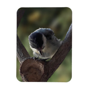 Íman Tidi, meu Pássaro, o Parus Major