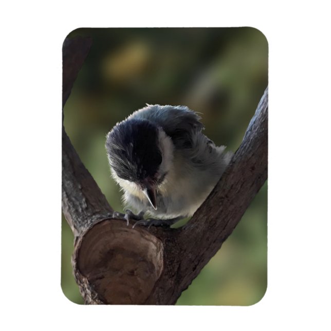 Íman Tidi, meu Pássaro, o Parus Major (Vertical)