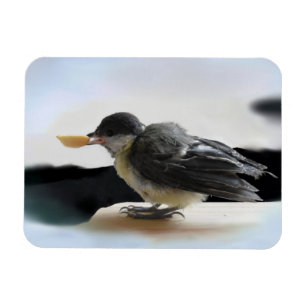 Íman Tidi, meu Pássaro, o Parus Major