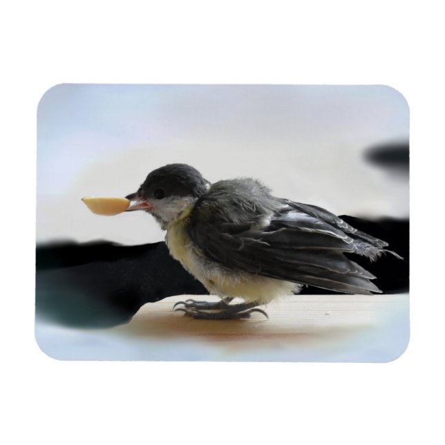 Íman Tidi, meu Pássaro, o Parus Major (Horizontal)