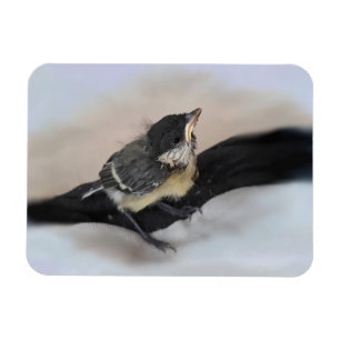 Íman Tidi, meu Pássaro, o Parus Major