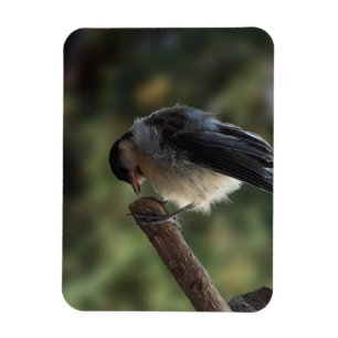 Íman Tidi, meu Pássaro, o Parus Major