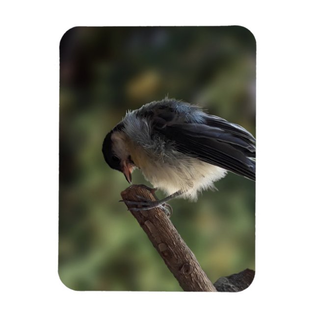 Íman Tidi, meu Pássaro, o Parus Major (Vertical)