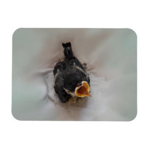Íman Tidi, meu Pássaro, o Parus Major