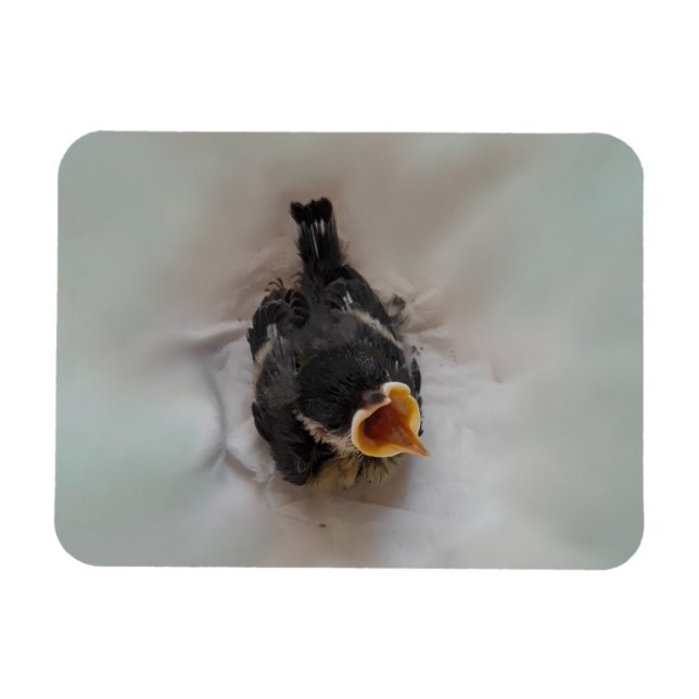 Íman Tidi, meu Pássaro, o Parus Major (Horizontal)