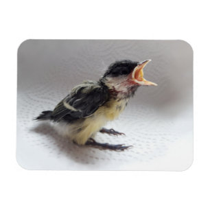 Íman Tidi, meu Pássaro, o Parus Major