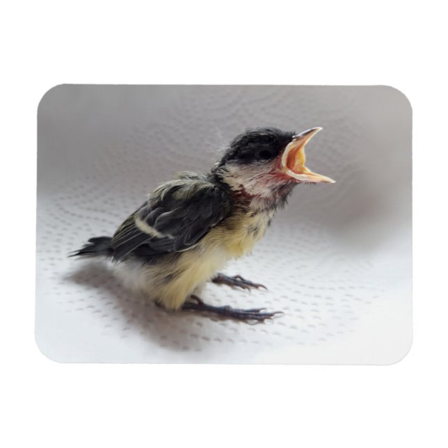 Íman Tidi, meu Pássaro, o Parus Major (Horizontal)