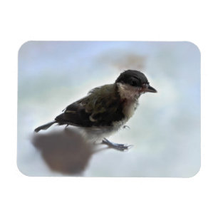 Íman Tidi, meu Pássaro, o Parus Major