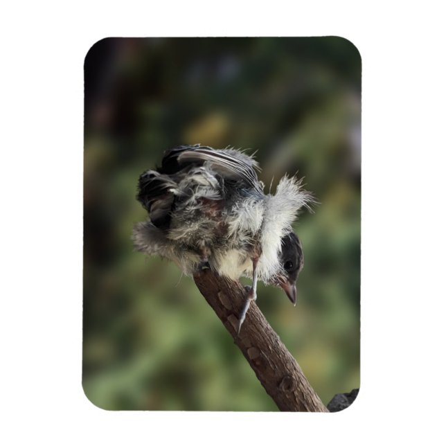 Íman Tidi, meu Pássaro, o Parus Major (Vertical)