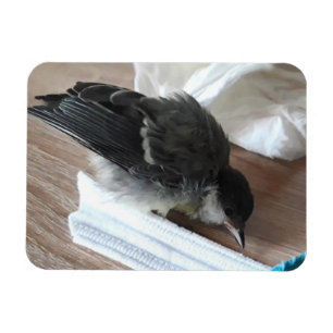 Íman Tidi, meu Pássaro, o Parus Major