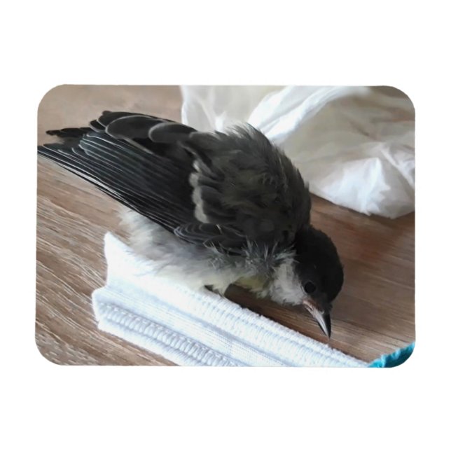 Íman Tidi, meu Pássaro, o Parus Major (Horizontal)