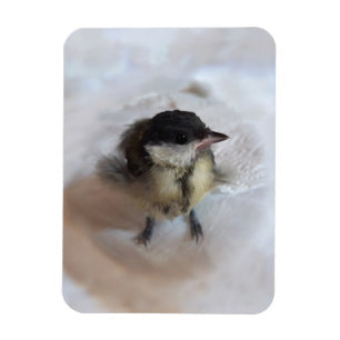 Íman Tidi, meu Pássaro, o Parus Major