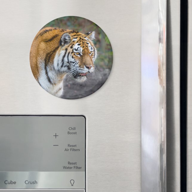 Íman Tíger Amur (In Situ (Fridge))