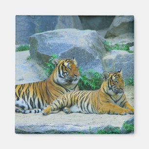 Íman Tiger Cat Animal Stripes Padrão Destino do Destino