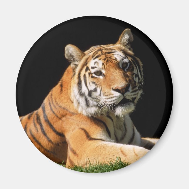 Íman Tiger Closeup (Frente)